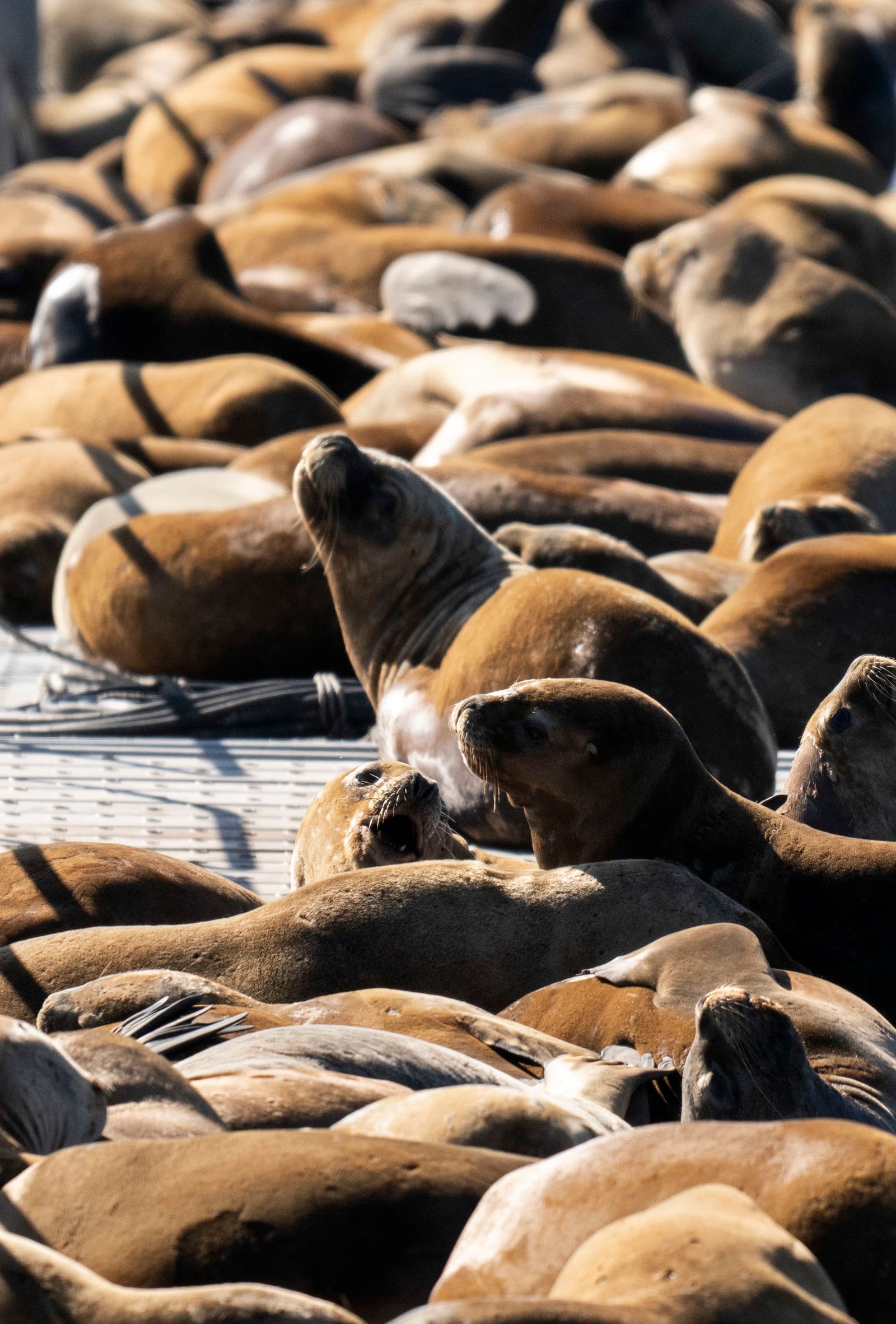 South American Sea Lion