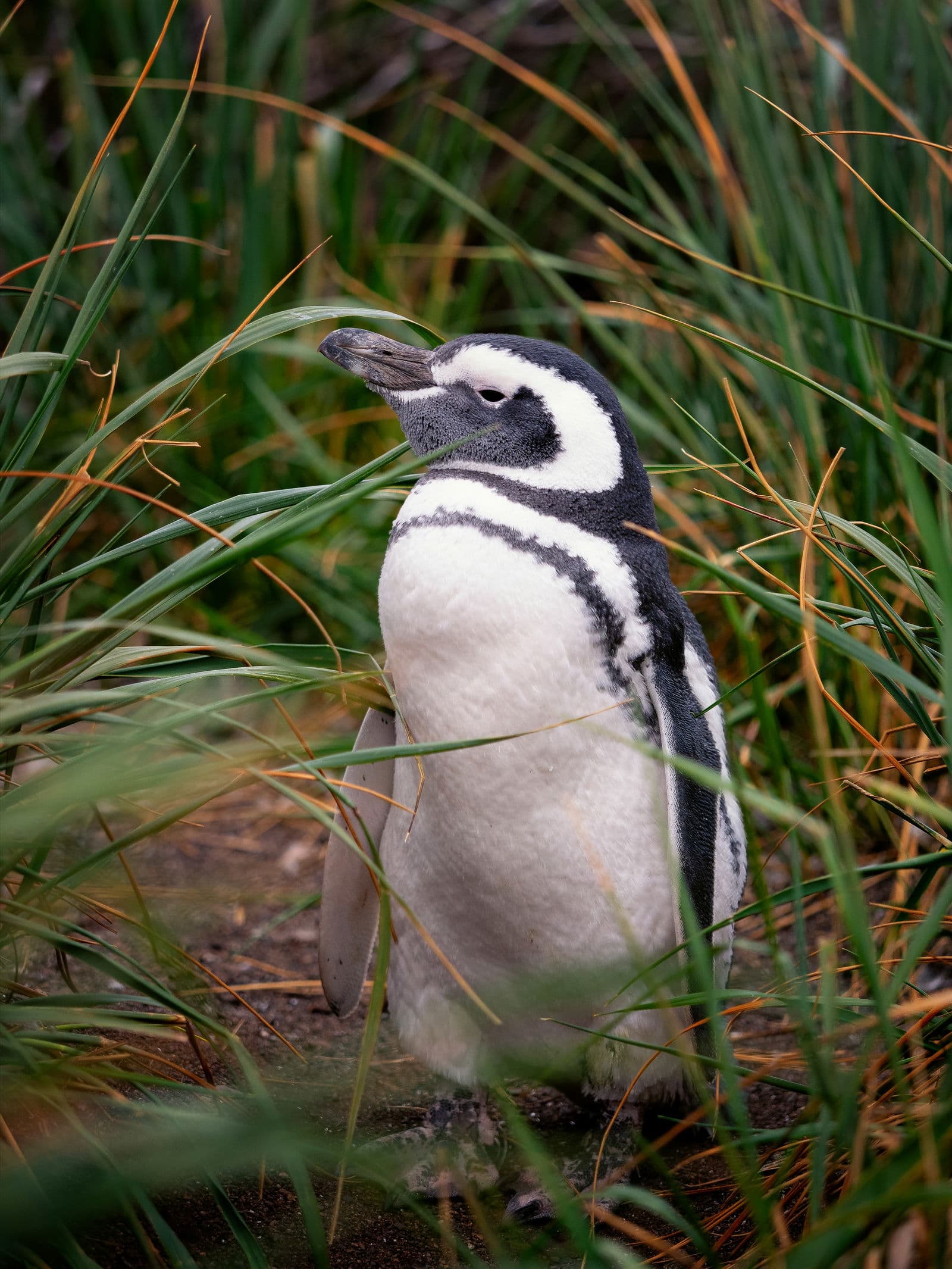 Magellanic Penguin